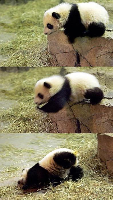 Click image for larger version
Name: panda.jpg
Views: 1
Size: 92.6 KB
ID: 246545