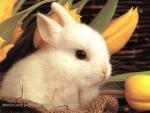 Eowyn