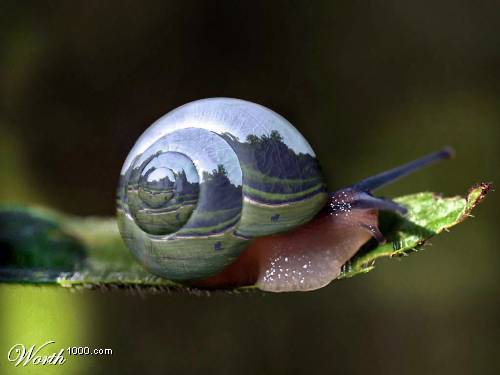 Click image for larger version

Name:	Caracol.jpg
Views:	200
Size:	16.2 KB
ID:	243408