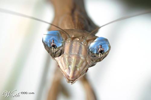 Click image for larger version

Name:	Mantis.jpg
Views:	200
Size:	14.5 KB
ID:	243409