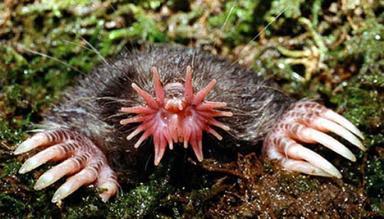 Click image for larger version

Name:	6 Star-nosed_Mole.jpg
Views:	2221
Size:	25.9 KB
ID:	244721