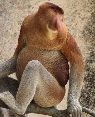 Click image for larger version

Name:	7 Proboscis_Monkey.jpg
Views:	2275
Size:	24.2 KB
ID:	244722