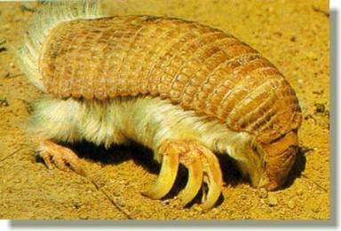 Click image for larger version

Name:	8 Pink_Fairy_Armadillo.jpg
Views:	2171
Size:	23.5 KB
ID:	244723