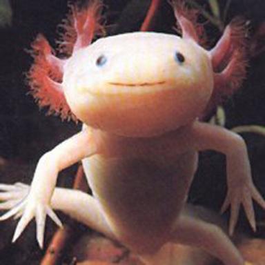 Click image for larger version

Name:	9 Axolotl.jpg
Views:	2164
Size:	17.7 KB
ID:	244724