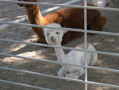 Click image for larger version

Name:	11 Alpaca.jpg
Views:	2107
Size:	22.2 KB
ID:	244726