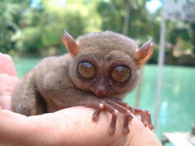 Click image for larger version

Name:	12 Tarsier.jpg
Views:	2095
Size:	15.9 KB
ID:	244727