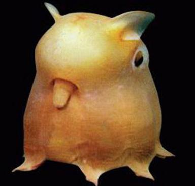 Click image for larger version

Name:	13 Dumbo_Octopus.jpg
Views:	2122
Size:	12.9 KB
ID:	244728