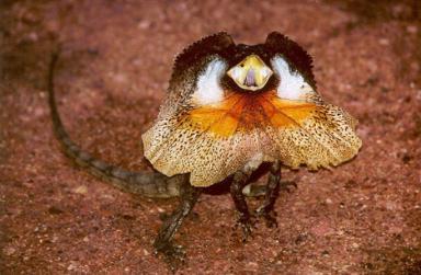 Click image for larger version

Name:	14 Frill-necked_Lizard.jpg
Views:	2055
Size:	21.6 KB
ID:	244729