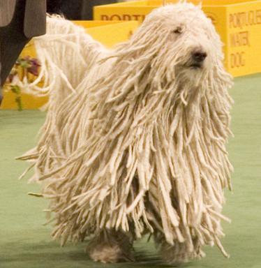 Click image for larger version

Name:	15 Komondor_Dog.jpg
Views:	2112
Size:	26.0 KB
ID:	244730