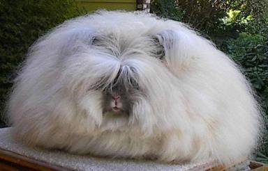 Click image for larger version

Name:	16 Angora_rabbit.jpg
Views:	2035
Size:	15.9 KB
ID:	244731