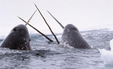 Click image for larger version

Name:	17 Narwhal.jpg
Views:	2014
Size:	14.1 KB
ID:	244732