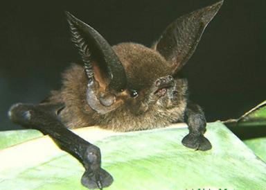 Click image for larger version

Name:	18 Sucker-footed_Bat.jpg
Views:	1991
Size:	14.6 KB
ID:	244733