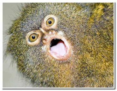 Click image for larger version

Name:	19 Pygmy_Marmoset.jpg
Views:	2027
Size:	34.9 KB
ID:	244734