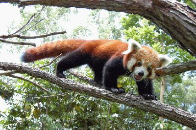 Click image for larger version

Name:	20 Red_Panda.jpg
Views:	2004
Size:	36.1 KB
ID:	244735