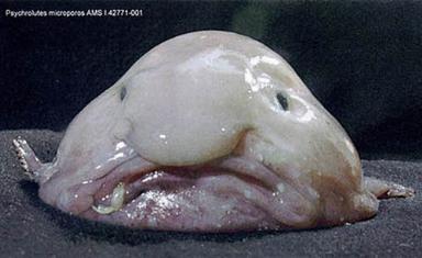 Click image for larger version

Name:	21Blobfish.jpg
Views:	1972
Size:	15.8 KB
ID:	244736