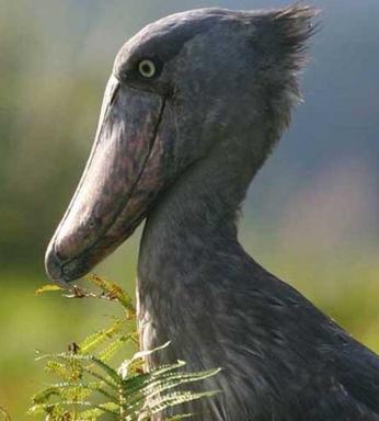 Click image for larger version

Name:	22Shoebill.jpg
Views:	1958
Size:	17.3 KB
ID:	244737