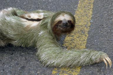 Click image for larger version

Name:	23Sloth.jpg
Views:	1925
Size:	22.9 KB
ID:	244738