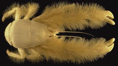 Click image for larger version

Name:	24Yeti_Crab.jpg
Views:	1906
Size:	14.9 KB
ID:	244739