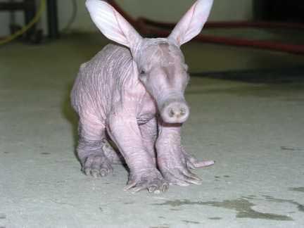 Click image for larger version

Name:	25 aardvarks.jpg
Views:	1880
Size:	11.1 KB
ID:	244752