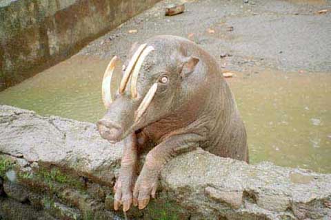 Click image for larger version

Name:	27 babirusa.jpg
Views:	2956
Size:	22.3 KB
ID:	244754