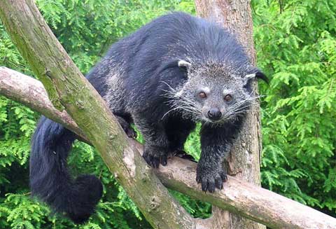 Click image for larger version

Name:	28 binturongs.jpg
Views:	1854
Size:	36.1 KB
ID:	244755