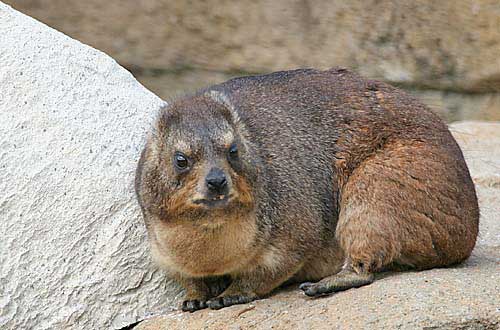 Click image for larger version

Name:	29 hyraxes.jpg
Views:	1809
Size:	34.5 KB
ID:	244756