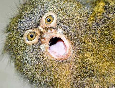 Click image for larger version

Name:	32 pygmymarmoset.jpg
Views:	2075
Size:	47.3 KB
ID:	244759