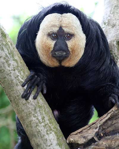 Click image for larger version

Name:	35 white-faced-saki-monkey.jpg
Views:	3846
Size:	29.5 KB
ID:	244762