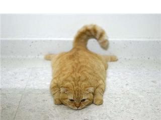 Click image for larger version

Name:	cat.jpg
Views:	188
Size:	9.3 KB
ID:	245315