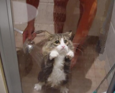 Click image for larger version

Name:	funny-cat-shower.jpg
Views:	191
Size:	18.1 KB
ID:	245322