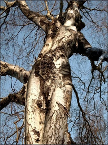 Click image for larger version

Name:	weird-tree.jpg
Views:	195
Size:	104.2 KB
ID:	245622