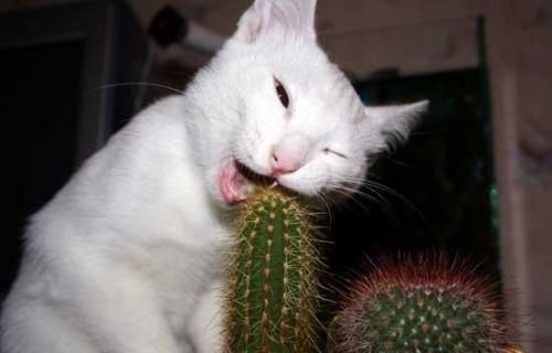 Click image for larger version

Name:	gato_disfrutando_cactus.jpg
Views:	246
Size:	18.1 KB
ID:	245822