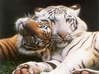 Click image for larger version

Name:	tigres.JPG
Views:	170
Size:	52.0 KB
ID:	246181