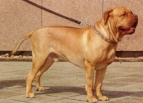 Click image for larger version

Name:	dogue_de_bordeaux.jpg
Views:	147
Size:	42.6 KB
ID:	246655