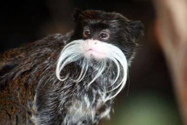 Click image for larger version

Name:	1emperor tamarin.jpg
Views:	2309
Size:	14.8 KB
ID:	249501