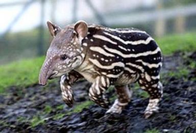 Click image for larger version

Name:	3Tapir.jpg
Views:	2408
Size:	20.6 KB
ID:	249503