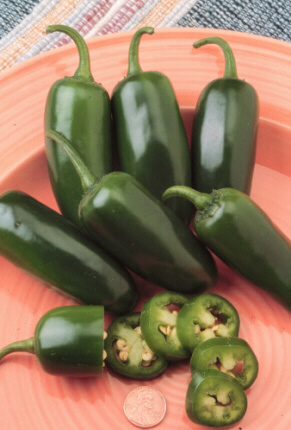 Click image for larger version

Name:	jalapeños.jpg
Views:	1345
Size:	58.8 KB
ID:	249677