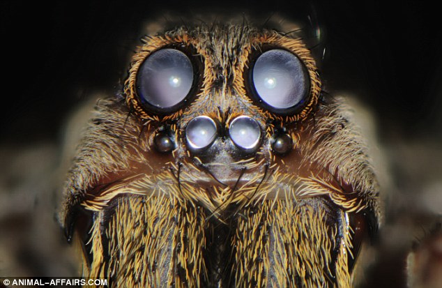 Click image for larger version

Name:	ojo 2 tarantula.jpg
Views:	21543
Size:	74.7 KB
ID:	250460